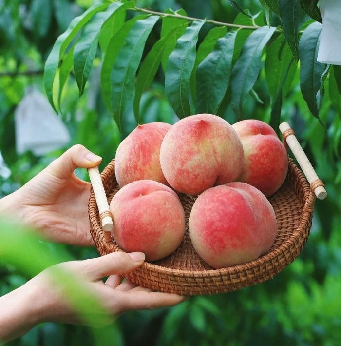 avt quả đào đẹp nhất